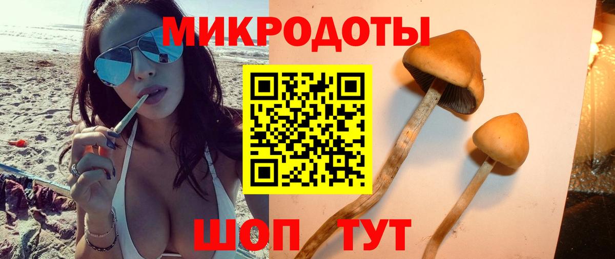 Псилоцибиновые грибы мицелий Кохма